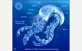 Multimedia Gallery - Jellyfish Anatomy | NSF - National Science Foundation